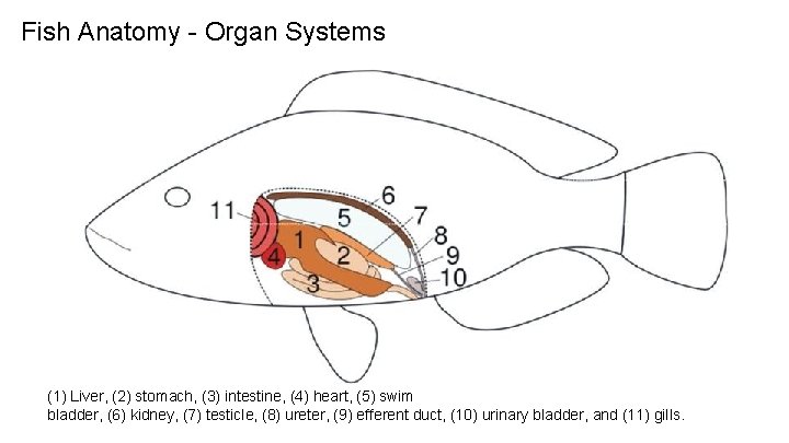 Fish Anatomy - Organ Systems (1) Liver, (2) stomach, (3) intestine, (4) heart, (5)