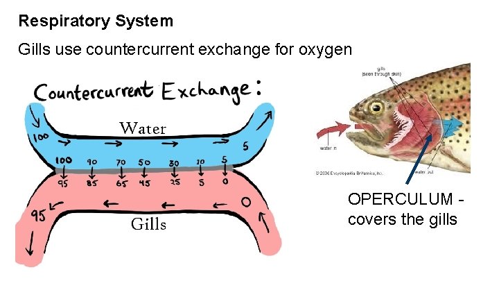 Respiratory System Gills use countercurrent exchange for oxygen OPERCULUM covers the gills 