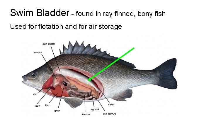 Swim Bladder - found in ray finned, bony fish Used for flotation and for