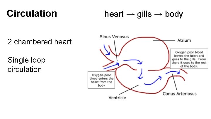 Circulation 2 chambered heart Single loop circulation heart → gills → body 