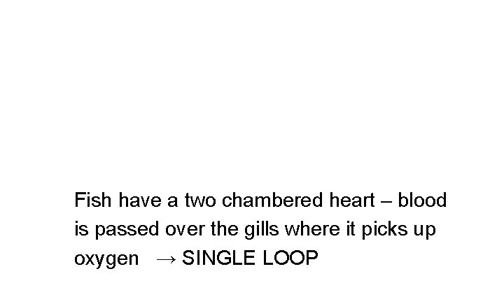 Fish have a two chambered heart – blood is passed over the gills where