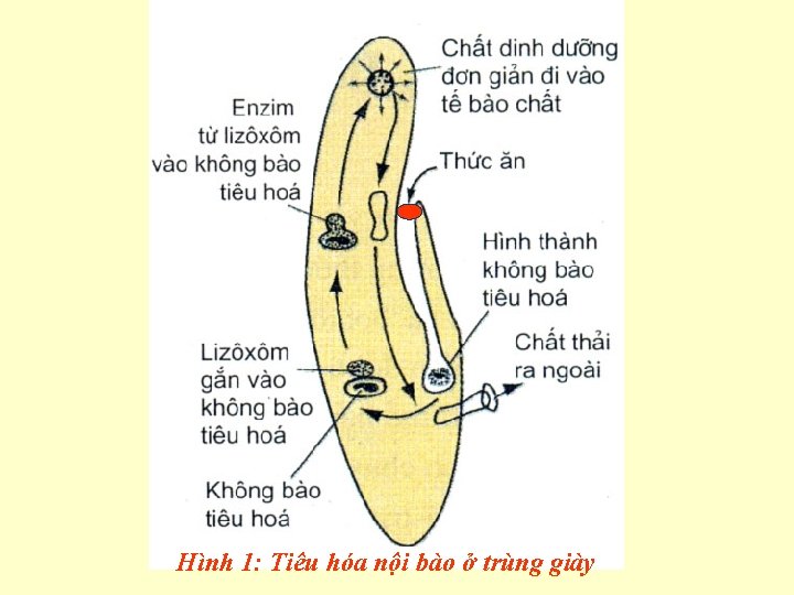 Hình 1: Tiêu hóa nội bào ở trùng giày 