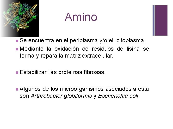 + Amino n Se encuentra en el periplasma y/o el citoplasma. n Mediante la