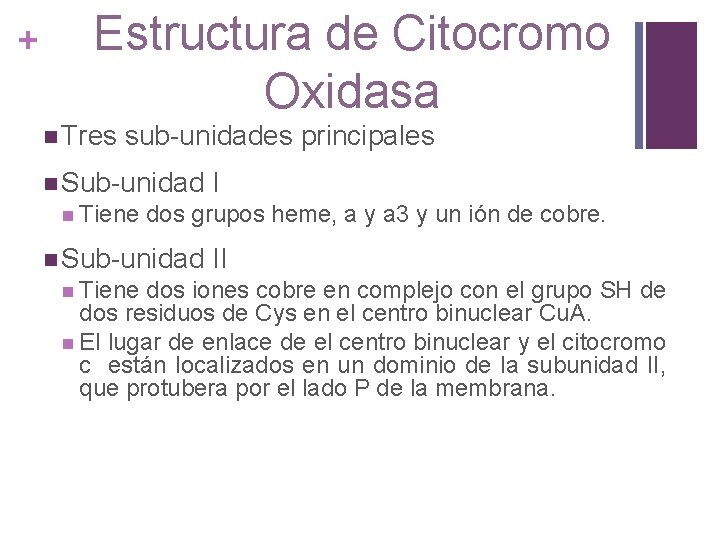 Estructura de Citocromo Oxidasa + n Tres sub-unidades principales n Sub-unidad I n Tiene
