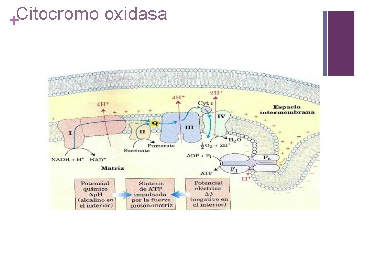 Citocromo oxidasa + 