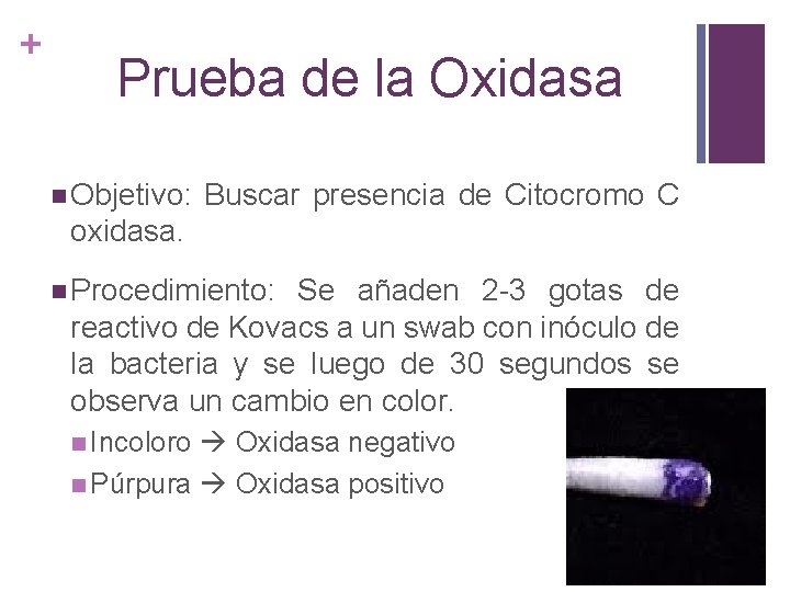 + Prueba de la Oxidasa n Objetivo: Buscar presencia de Citocromo C oxidasa. n