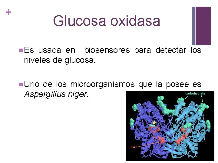 + Glucosa oxidasa n Es usada en biosensores para detectar los niveles de glucosa.