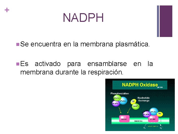 + NADPH n Se encuentra en la membrana plasmática. n Es activado para ensamblarse