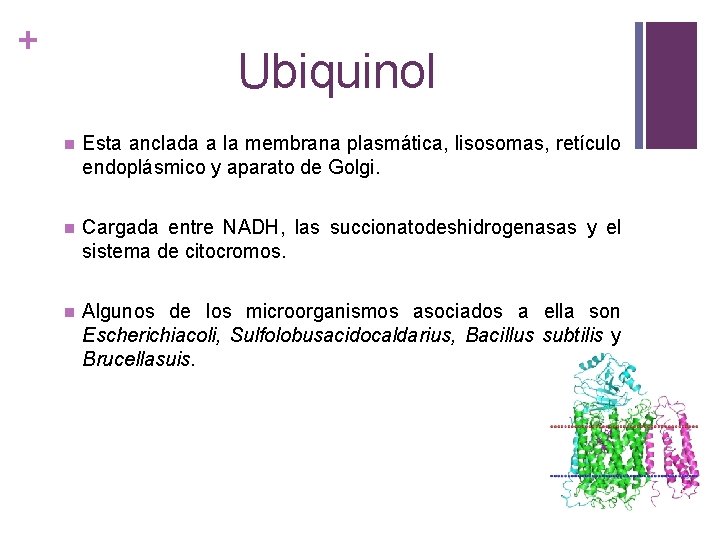 + Ubiquinol n Esta anclada a la membrana plasmática, lisosomas, retículo endoplásmico y aparato