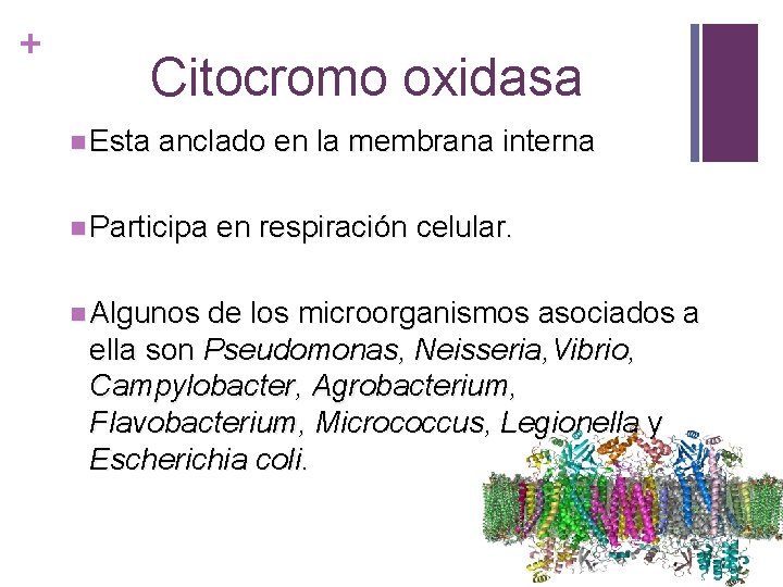 + Citocromo oxidasa n Esta anclado en la membrana interna n Participa en respiración