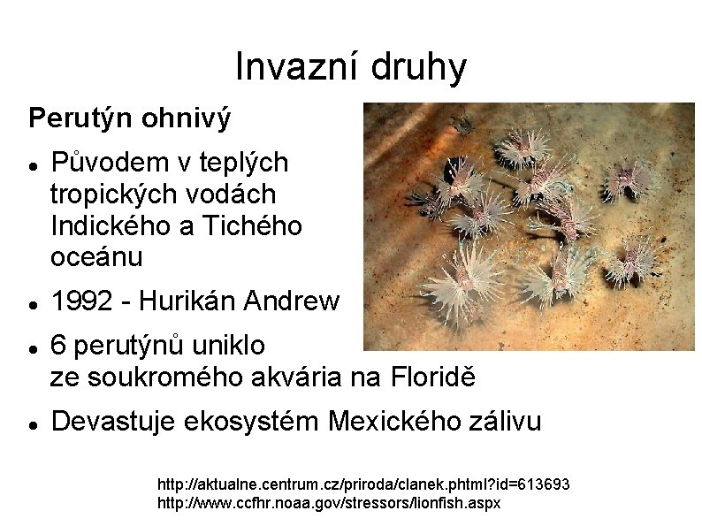 Invazní druhy Perutýn ohnivý Původem v teplých tropických vodách Indického a Tichého oceánu 1992