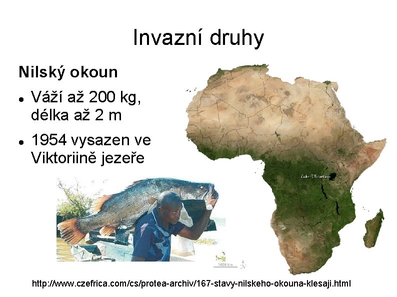 Invazní druhy Nilský okoun Váží až 200 kg, délka až 2 m 1954 vysazen