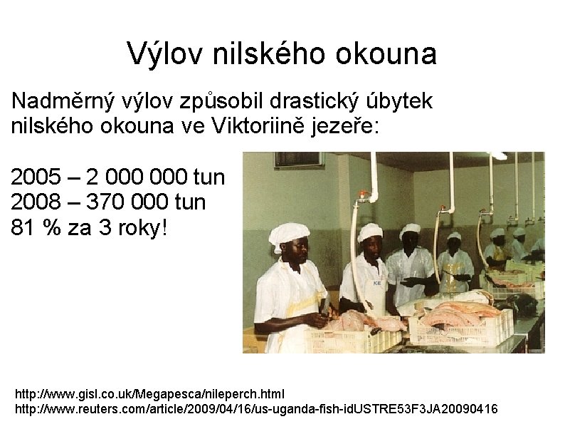 Výlov nilského okouna Nadměrný výlov způsobil drastický úbytek nilského okouna ve Viktoriině jezeře: 2005