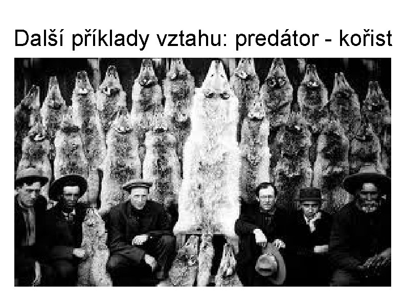 Další příklady vztahu: predátor - kořist 