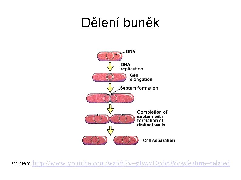 Dělení buněk Video: http: //www. youtube. com/watch? v=g. Ewz. Dydci. Wc&feature=related 