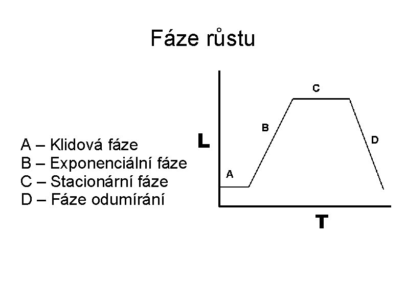 Fáze růstu A – Klidová fáze B – Exponenciální fáze C – Stacionární fáze