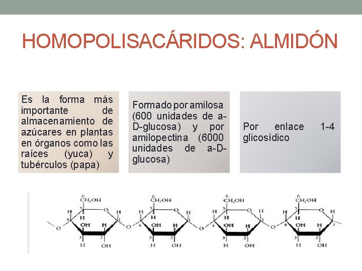 HOMOPOLISACÁRIDOS: ALMIDÓN Es la forma más importante de almacenamiento de azúcares en plantas en