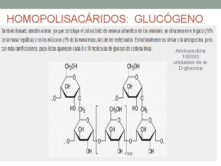 HOMOPOLISACÁRIDOS: GLUCÓGENO Amilopectina 100000 unidades de a D glucosa 