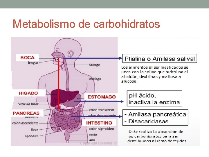 Metabolismo de carbohidratos 