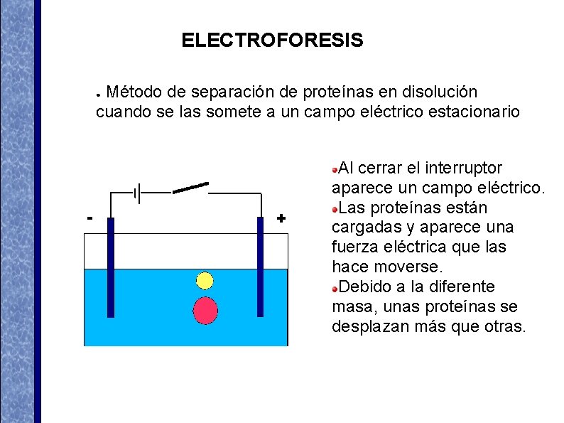 ELECTROFORESIS Método de separación de proteínas en disolución cuando se las somete a un ELECTROFORESIS Método de separación de proteínas en disolución cuando se las somete a un