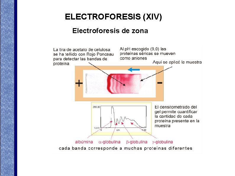 ELECTROFORESIS (XIV) Electroforesis de zona ELECTROFORESIS (XIV) Electroforesis de zona