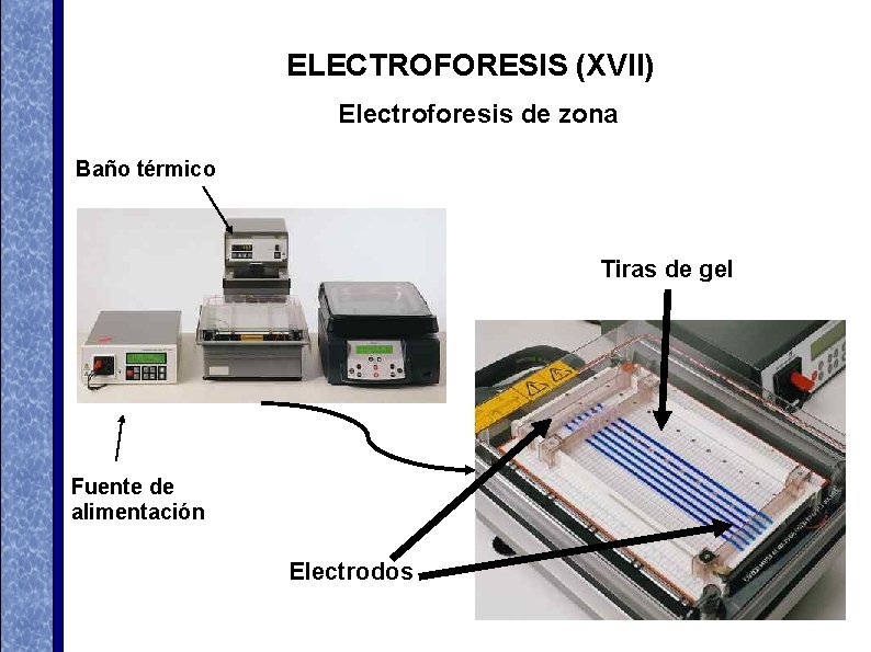 ELECTROFORESIS (XVII) Electroforesis de zona Baño térmico Tiras de gel Fuente de alimentación Electrodos ELECTROFORESIS (XVII) Electroforesis de zona Baño térmico Tiras de gel Fuente de alimentación Electrodos