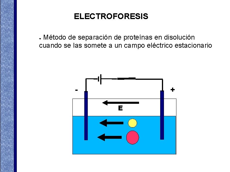 ELECTROFORESIS Método de separación de proteínas en disolución cuando se las somete a un ELECTROFORESIS Método de separación de proteínas en disolución cuando se las somete a un