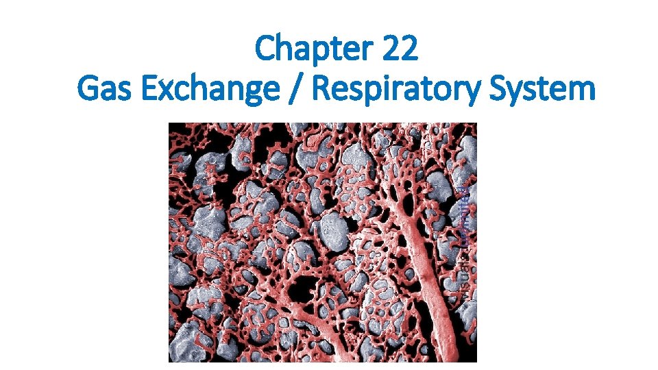 Chapter 22 Gas Exchange / Respiratory System 