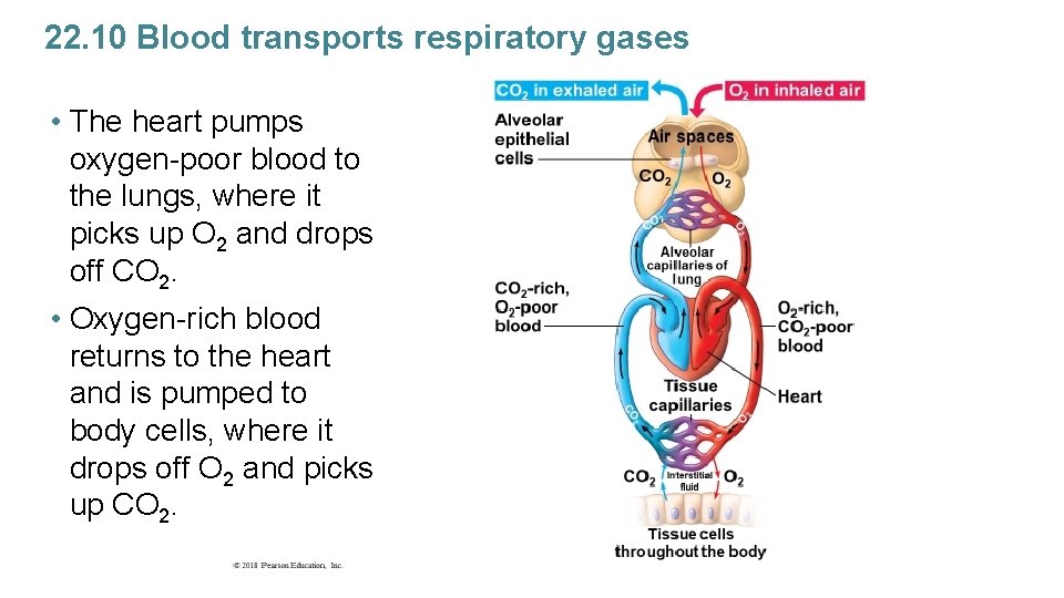 22. 10 Blood transports respiratory gases • The heart pumps oxygen-poor blood to the