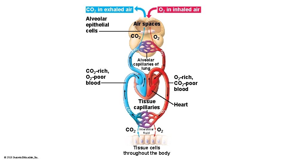 CO 2 in exhaled air Alveolar epithelial cells O 2 in inhaled air Air