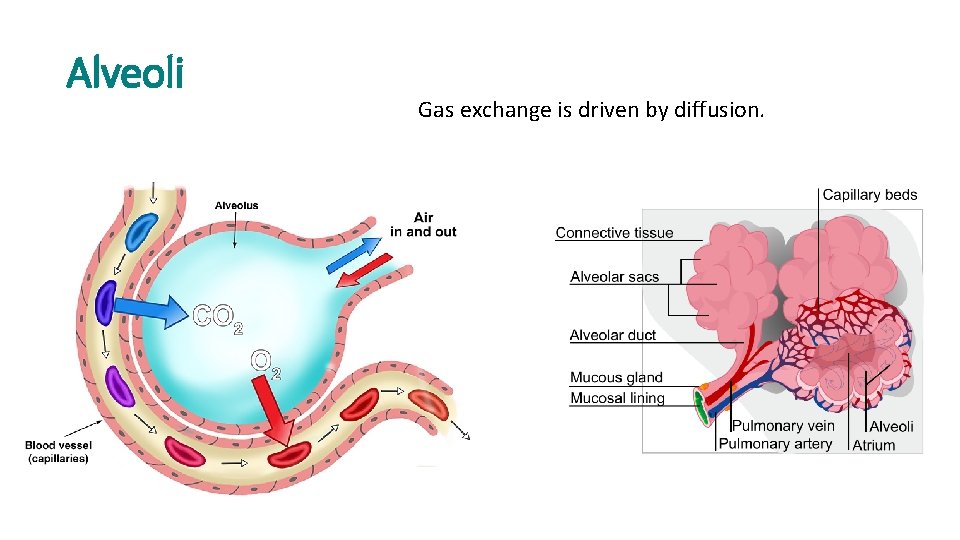 Alveoli Gas exchange is driven by diffusion. 