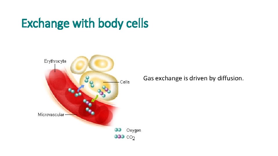 Exchange with body cells Gas exchange is driven by diffusion. 