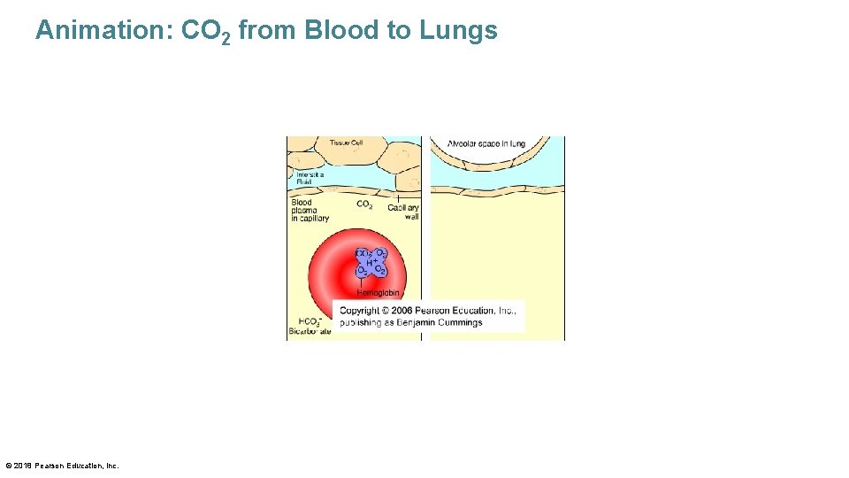 Animation: CO 2 from Blood to Lungs © 2018 Pearson Education, Inc. 