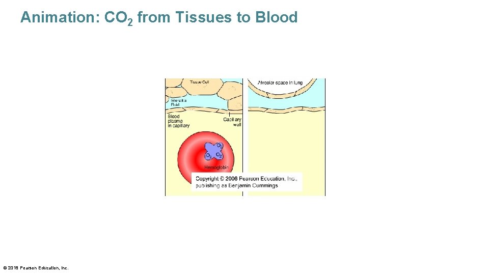 Animation: CO 2 from Tissues to Blood © 2018 Pearson Education, Inc. 