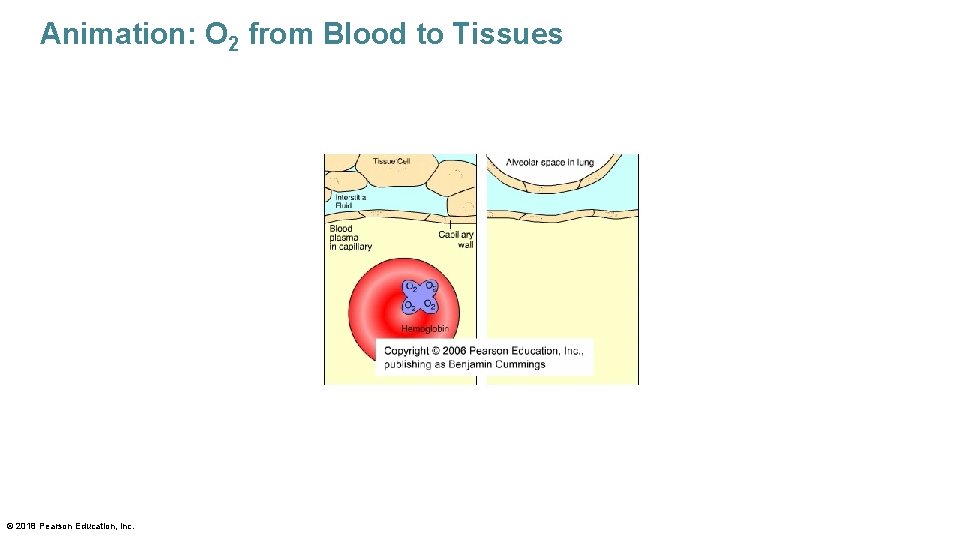 Animation: O 2 from Blood to Tissues © 2018 Pearson Education, Inc. 