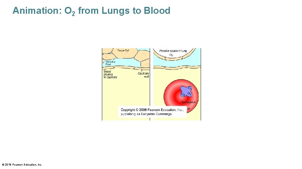 Animation: O 2 from Lungs to Blood © 2018 Pearson Education, Inc. 