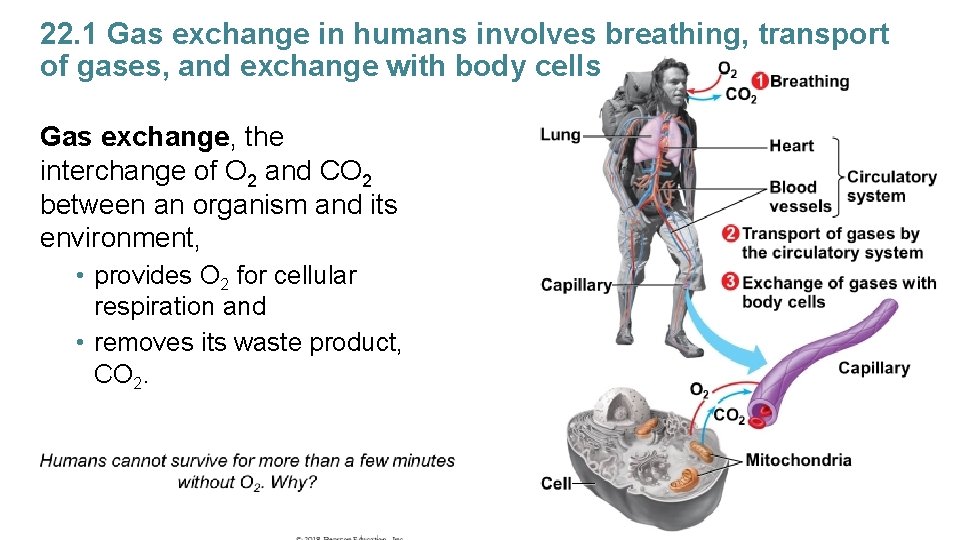 22. 1 Gas exchange in humans involves breathing, transport of gases, and exchange with