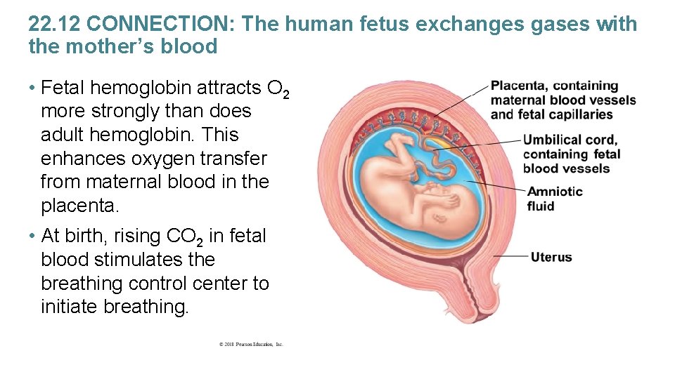 22. 12 CONNECTION: The human fetus exchanges gases with the mother’s blood • Fetal