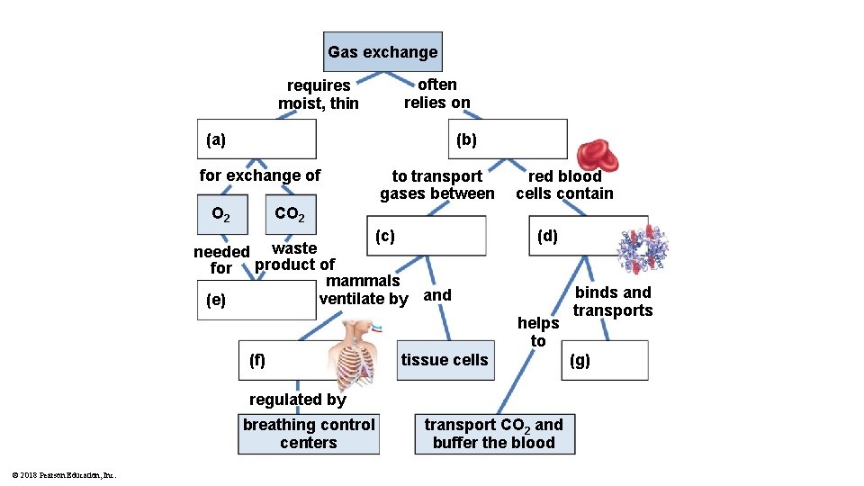 Gas exchange often relies on requires moist, thin (a) (b) for exchange of O