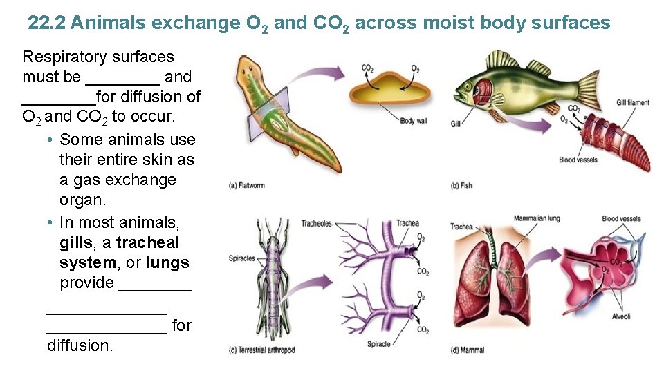 22. 2 Animals exchange O 2 and CO 2 across moist body surfaces Respiratory