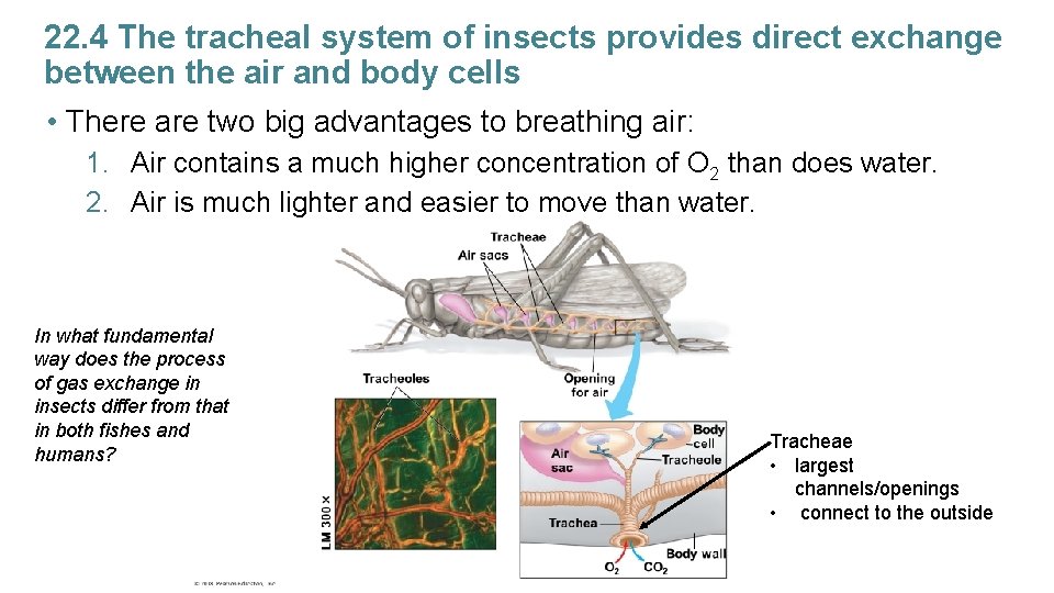22. 4 The tracheal system of insects provides direct exchange between the air and