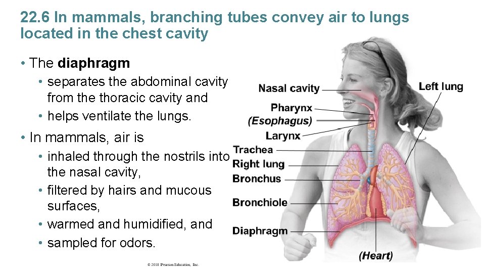 22. 6 In mammals, branching tubes convey air to lungs located in the chest