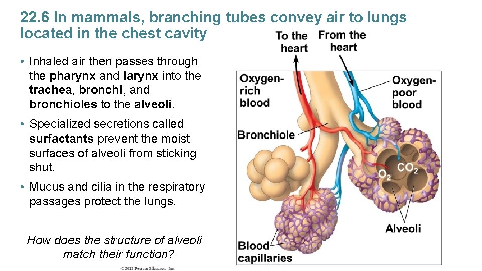 22. 6 In mammals, branching tubes convey air to lungs located in the chest