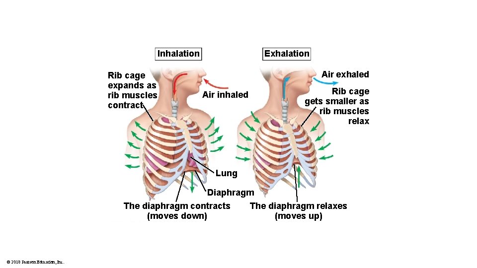 Inhalation Rib cage expands as rib muscles contract Exhalation Air exhaled Rib cage gets