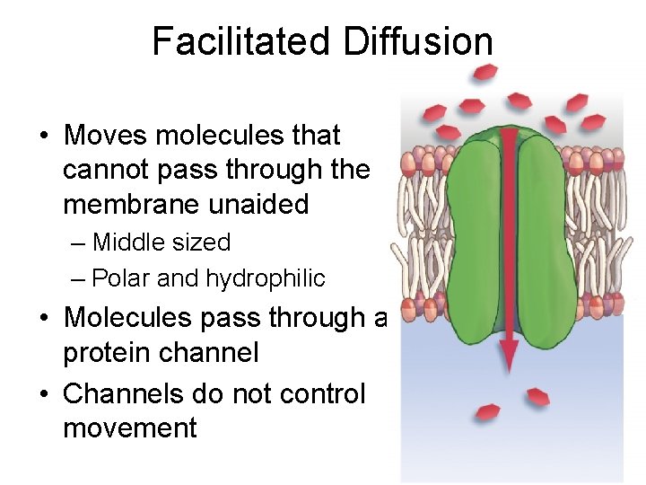 Facilitated Diffusion • Moves molecules that cannot pass through the membrane unaided – Middle