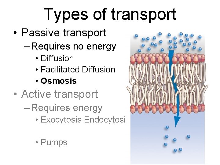 Types of transport • Passive transport – Requires no energy • Diffusion • Facilitated