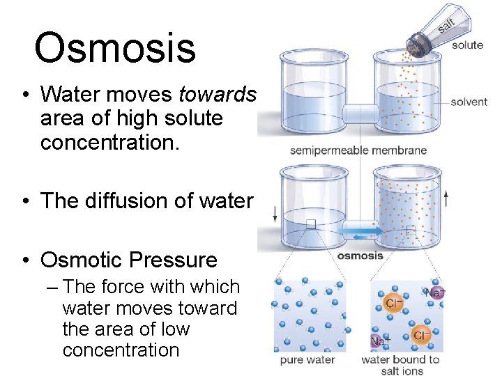 Osmosis • Water moves towards area of high solute concentration. • The diffusion of