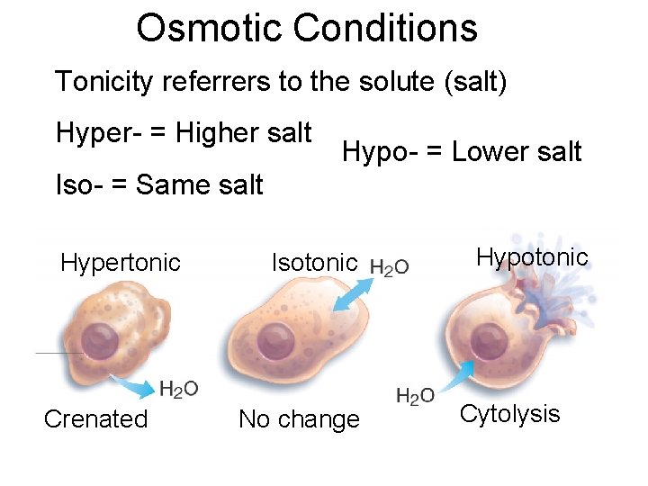 Osmotic Conditions Tonicity referrers to the solute (salt) Hyper- = Higher salt Hypo- =