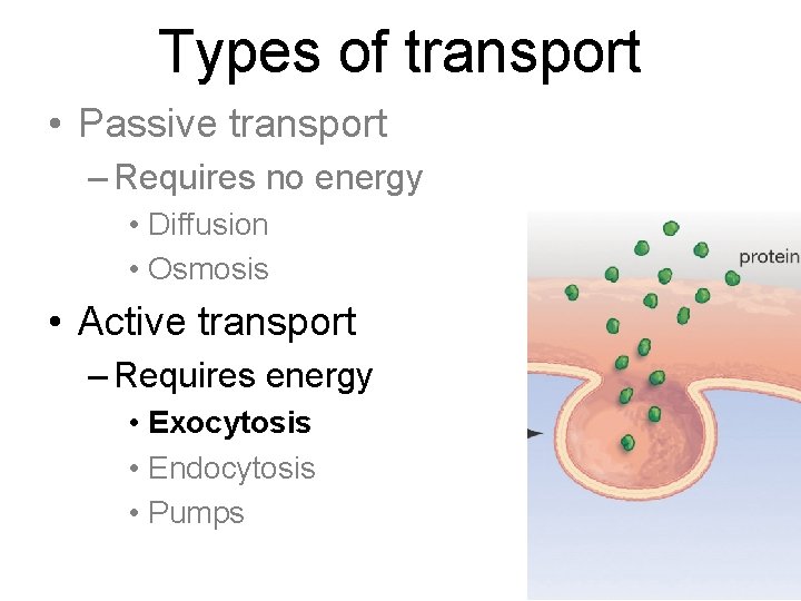 Types of transport • Passive transport – Requires no energy • Diffusion • Osmosis