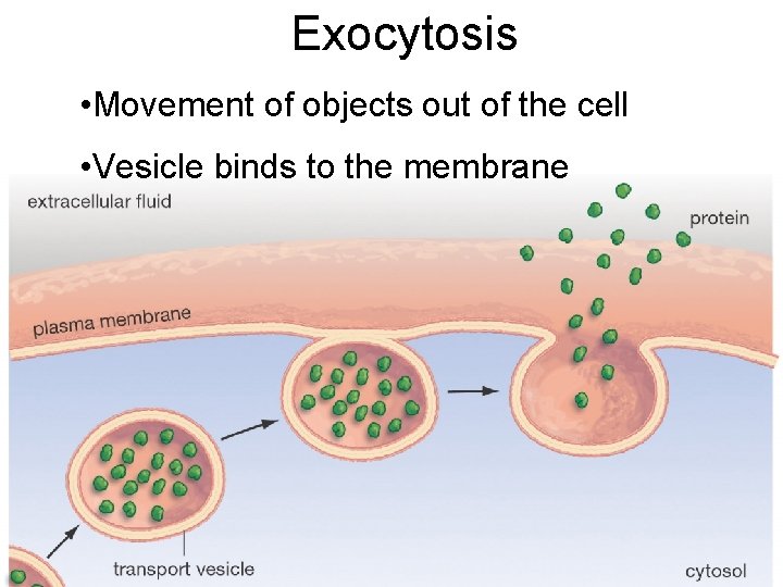 Exocytosis • Movement of objects out of the cell • Vesicle binds to the
